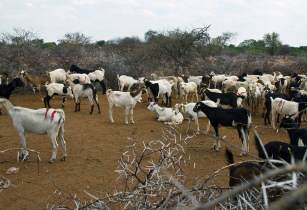 image of goats