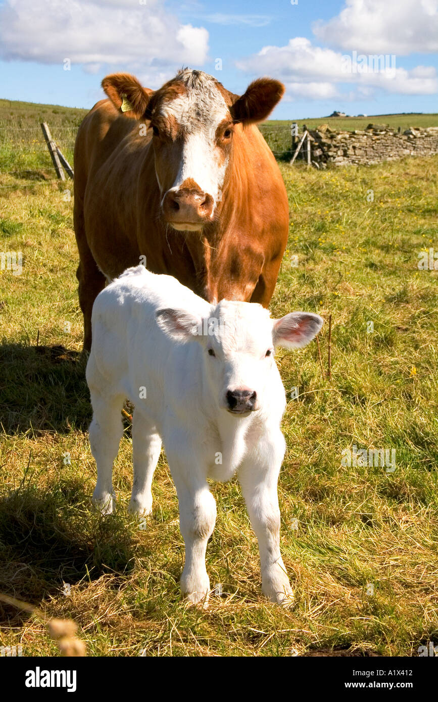 image of cattle