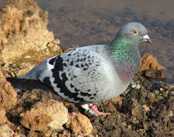 image of pigeons