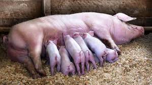 image of pigs