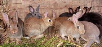 image of rabbits